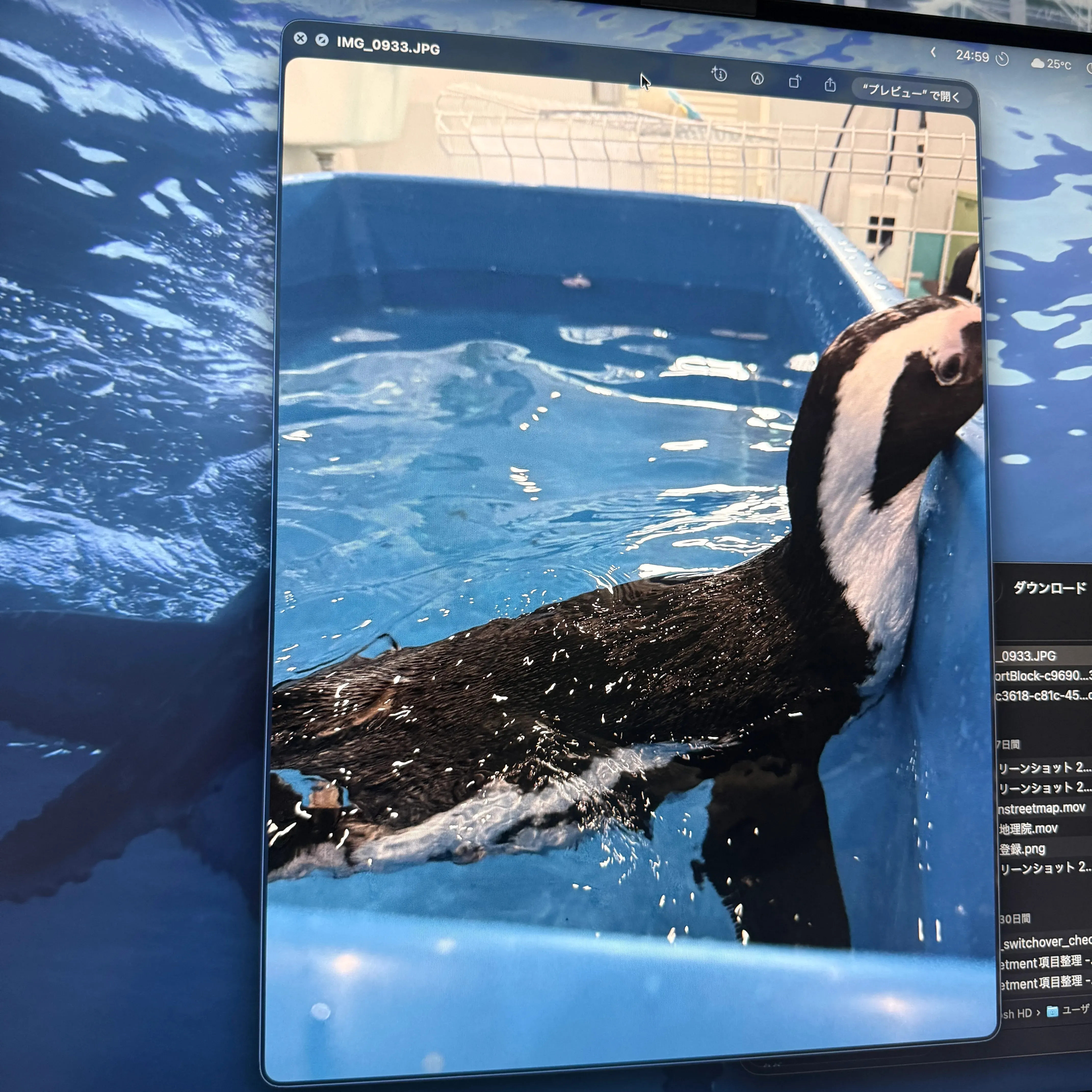 Trying to display a photo
