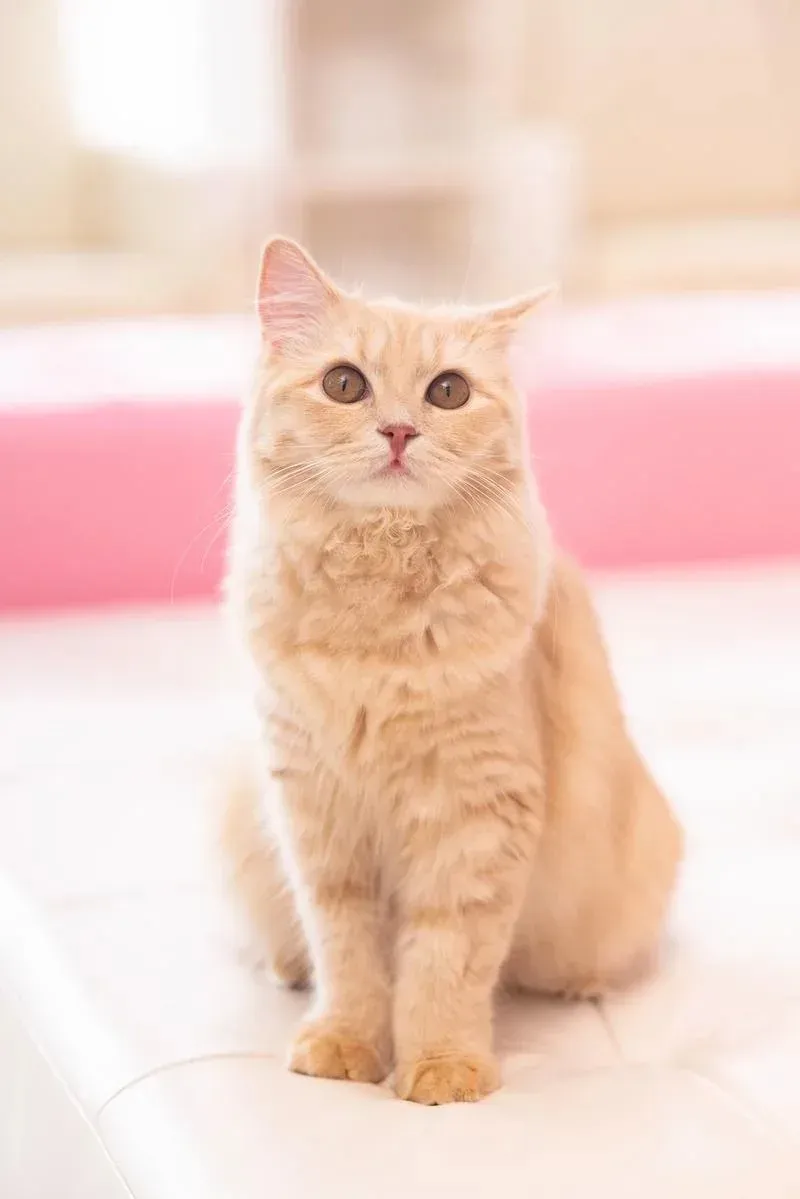 Cat, original
