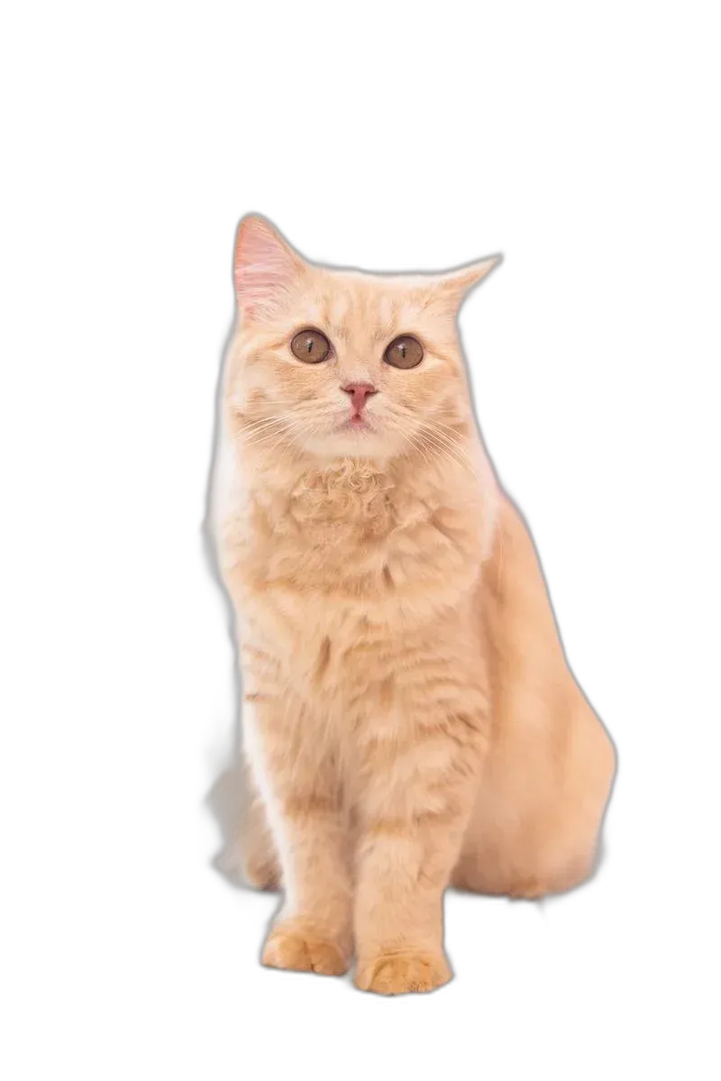 Cat, background removed